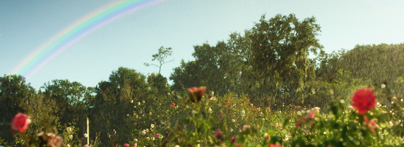Rainbow over a lush green field with red and pink roses in soft sunlight