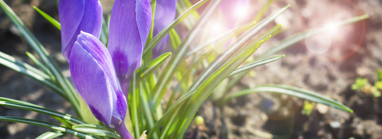 Close-up of purple crocus buds among green grass with soft sunlight flare