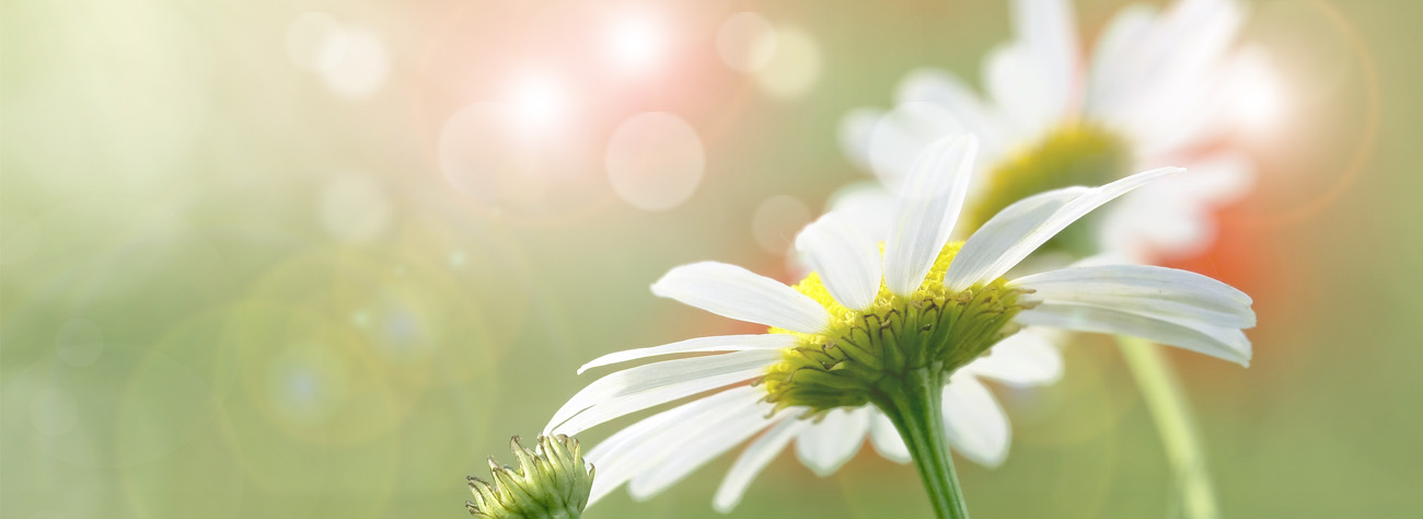 Close-up of white daisies with yellow centers against a soft green bokeh background