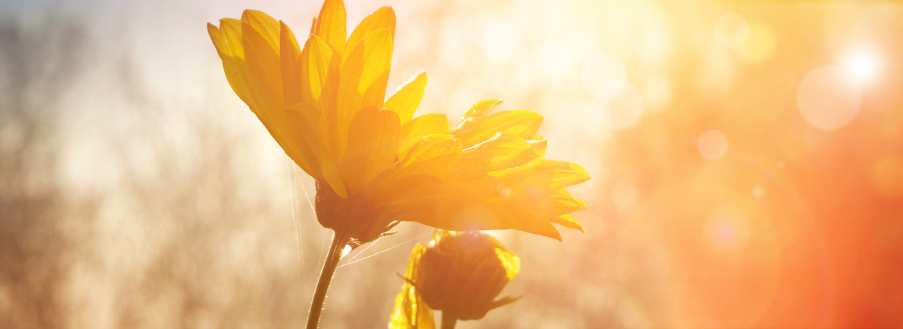 Backlit yellow flower glowing in warm sunlight against a blurred orange and beige background