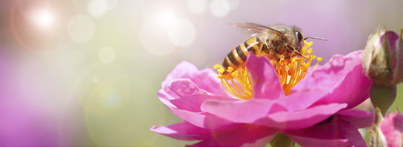 Bee collecting pollen on a bright pink flower with soft bokeh background