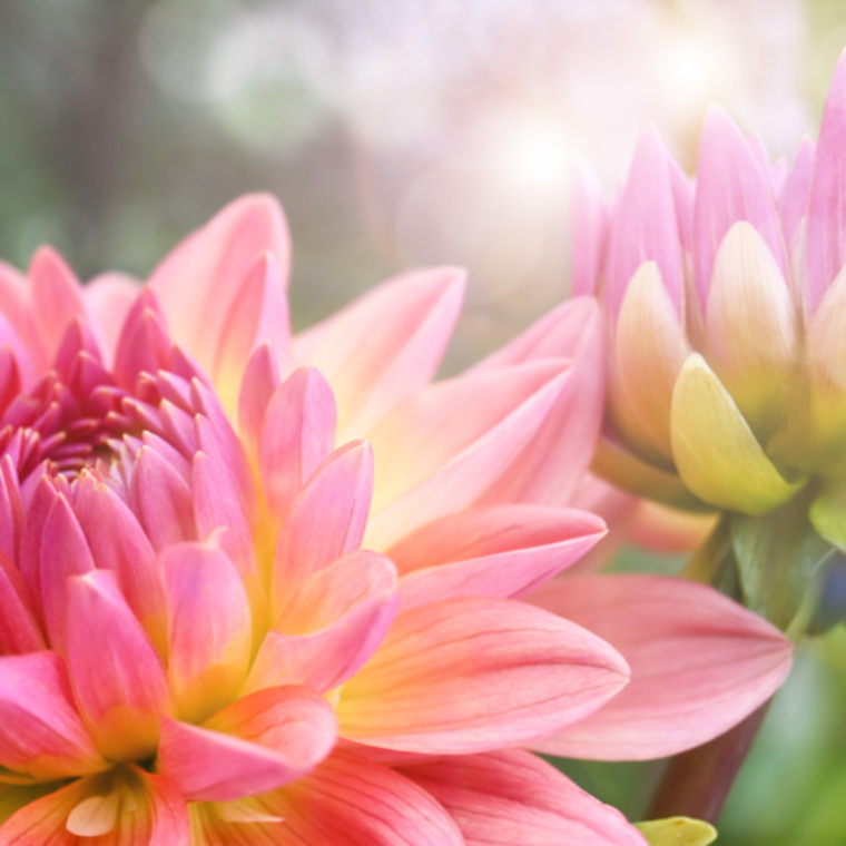 Close-up of pink and coral dahlia flowers with soft sunlit bokeh background, bright cheerful mood
