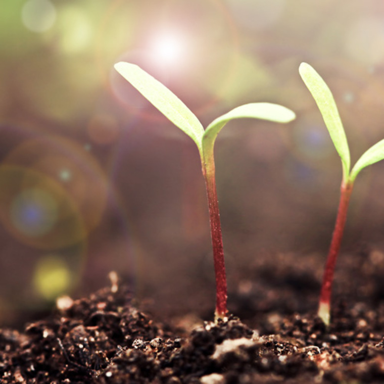 Close-up of two small green seedlings sprouting from dark soil, warm golden light flare, hopeful fresh mood