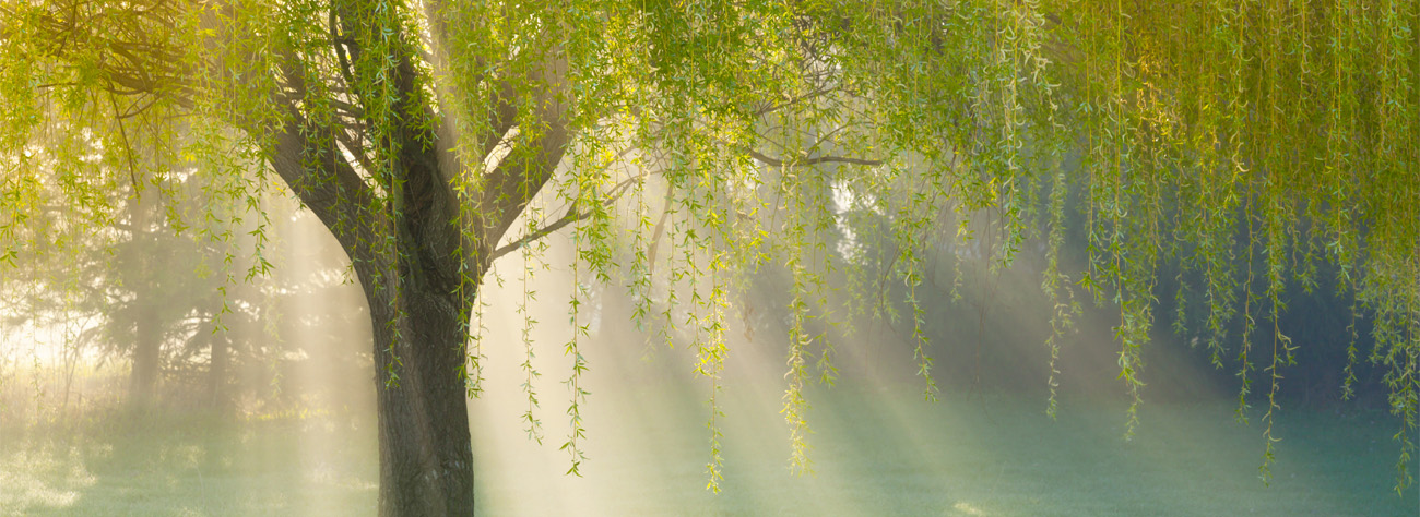 A weeping willow tree with hanging green branches illuminated by sunbeams and mist in a park setting