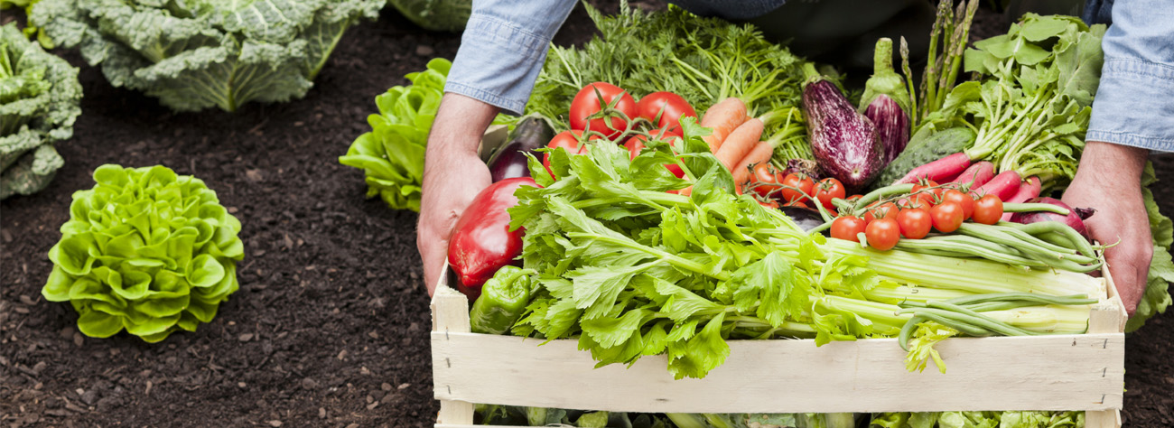 A wooden crate filled with fresh vegetables such as tomatoes, carrots, celery, and eggplant being carried by a person