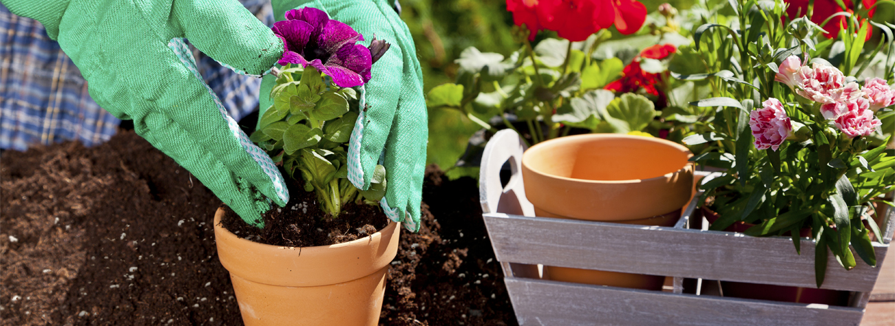 Gloved hands planting purple flowers into a terracotta pot, with more flowers and a wooden crate in the background, bright and cheerful mood